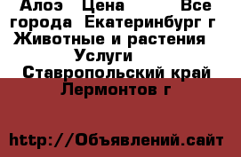 Алоэ › Цена ­ 150 - Все города, Екатеринбург г. Животные и растения » Услуги   . Ставропольский край,Лермонтов г.